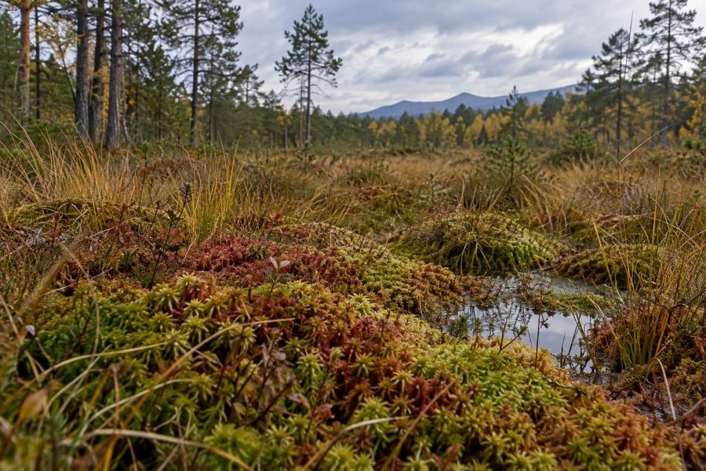 Peat bog plants and pine woodland illustrating a nature walk